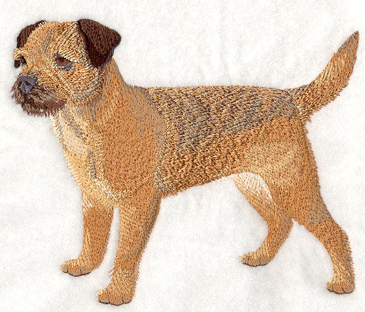 Border Terrier