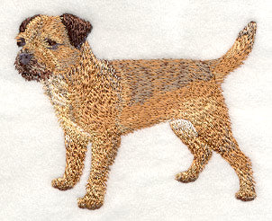 Border Terrier