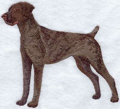 German Shorthaired Pointer