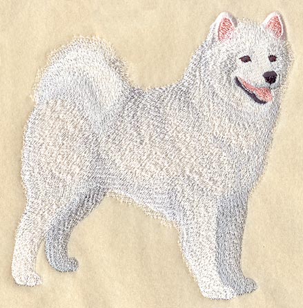 Samoyed
