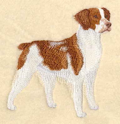 Brittany Spaniel