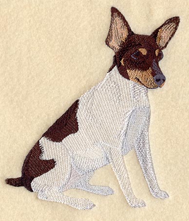Toy Fox Terrier