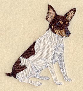 Toy Fox Terrier
