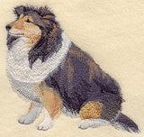 Shetland Sheepdog
