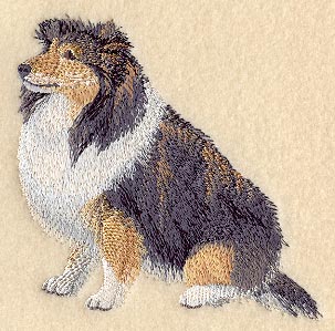 Shetland Sheepdog