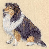 Shetland Sheepdog