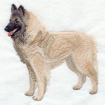 Belgian Shepherd (Tervuren)