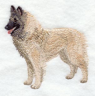 Belgian Shepherd (Tervuren)