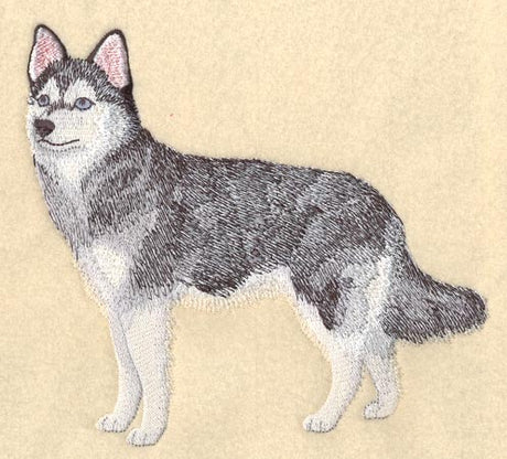 Alaskan Klee Kai