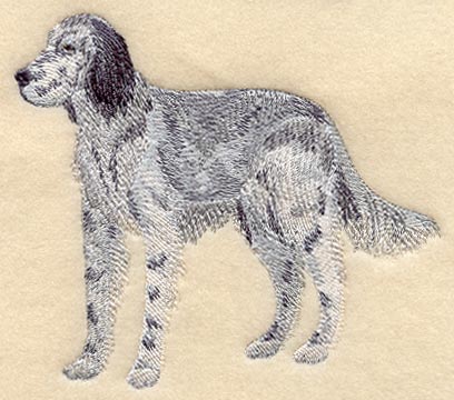 English Setter (Belton)