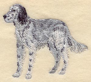 English Setter (Belton)