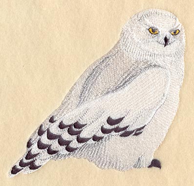 Snowy Owl