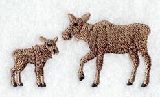 Moose and Calf