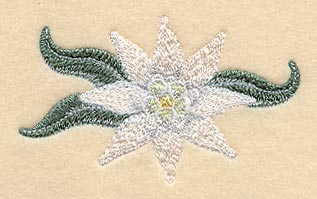 Edelweiss Flower