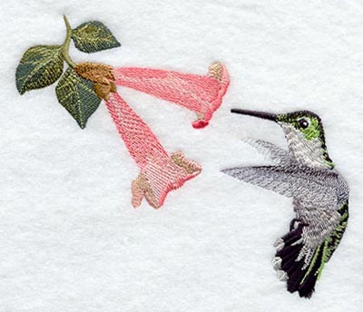 Ruby Throated Hummingbird (Female) & Trumpet Vine