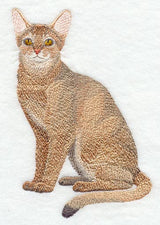 Abyssinian