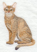 Abyssinian