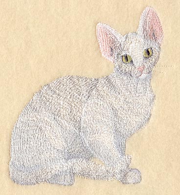 Devon Rex