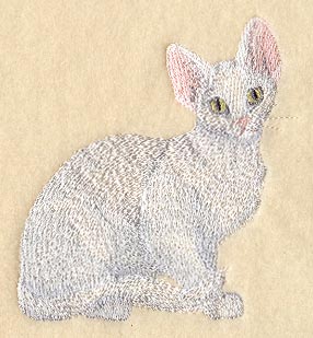 Devon Rex