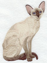 Chocolate Point Siamese