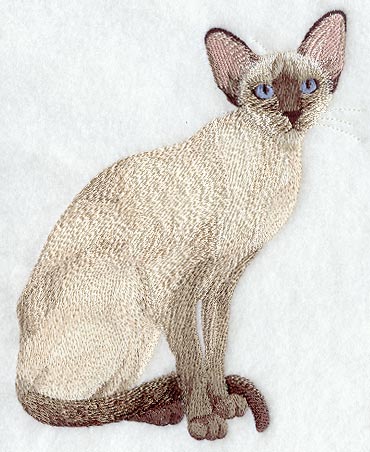 Chocolate Point Siamese