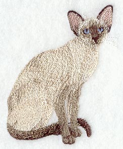 Chocolate Point Siamese