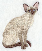 Chocolate Point Siamese