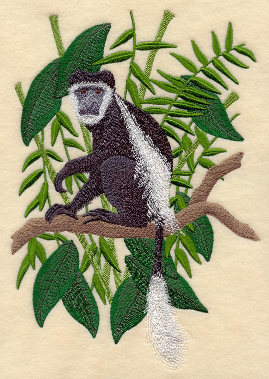 Black and White Colobus