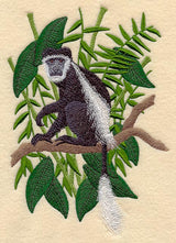 Black and White Colobus