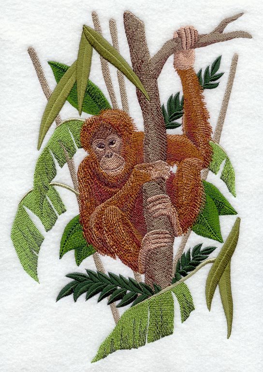 Orangutan in a Tree