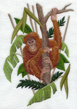 Orangutan in a Tree