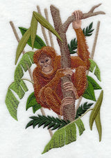 Orangutan in a Tree