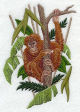 Orangutan in a Tree