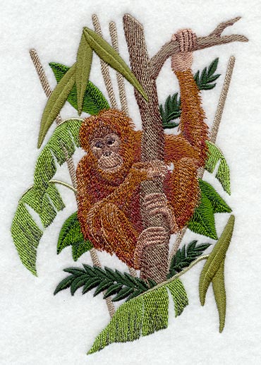Orangutan in a Tree