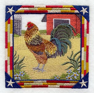 Ameraucana Rooster Square