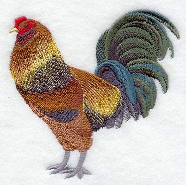 Ameraucana Rooster
