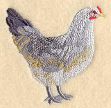 Ameraucana Hen