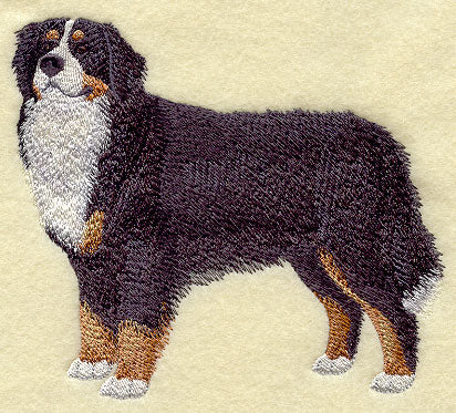 Bernese Mountain Dog