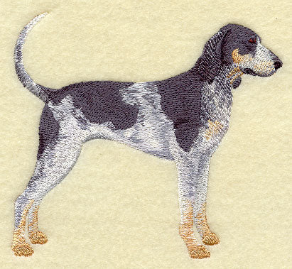 Bluetick Coonhound