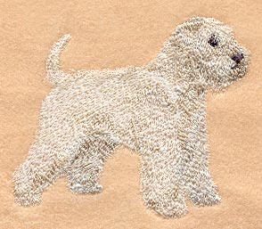 Wheaten Terrier