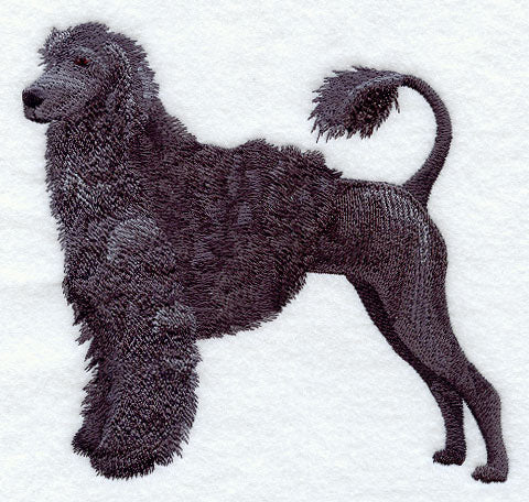 Portuguese Water Dog