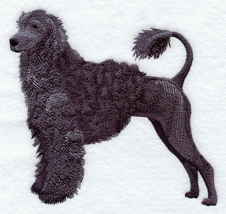 Portuguese Water Dog