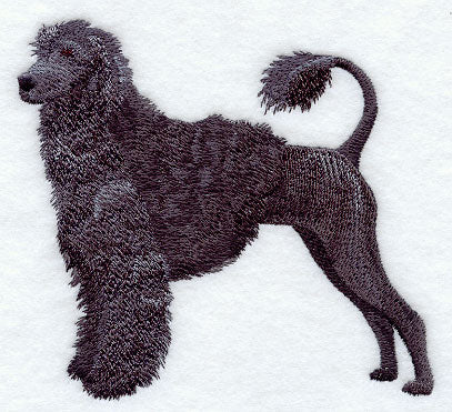 Portuguese Water Dog