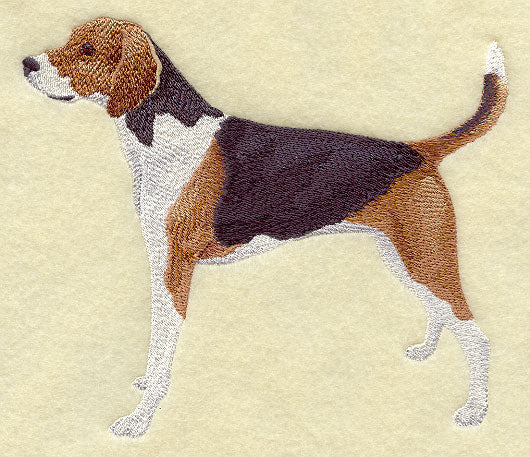 American Fox Hound