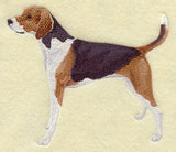 American Fox Hound