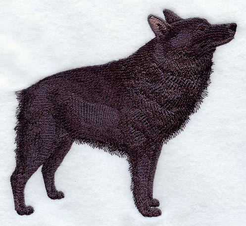 Schipperke