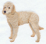 Labradoodle