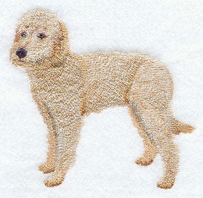 Labradoodle