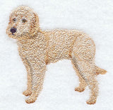 Labradoodle