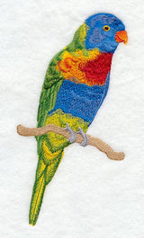 Rainbow Lorikeet